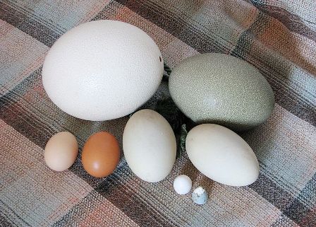 Foto: Los huevos de avestruz, casuarios, pollo, flamenco, paloma y mirlo.